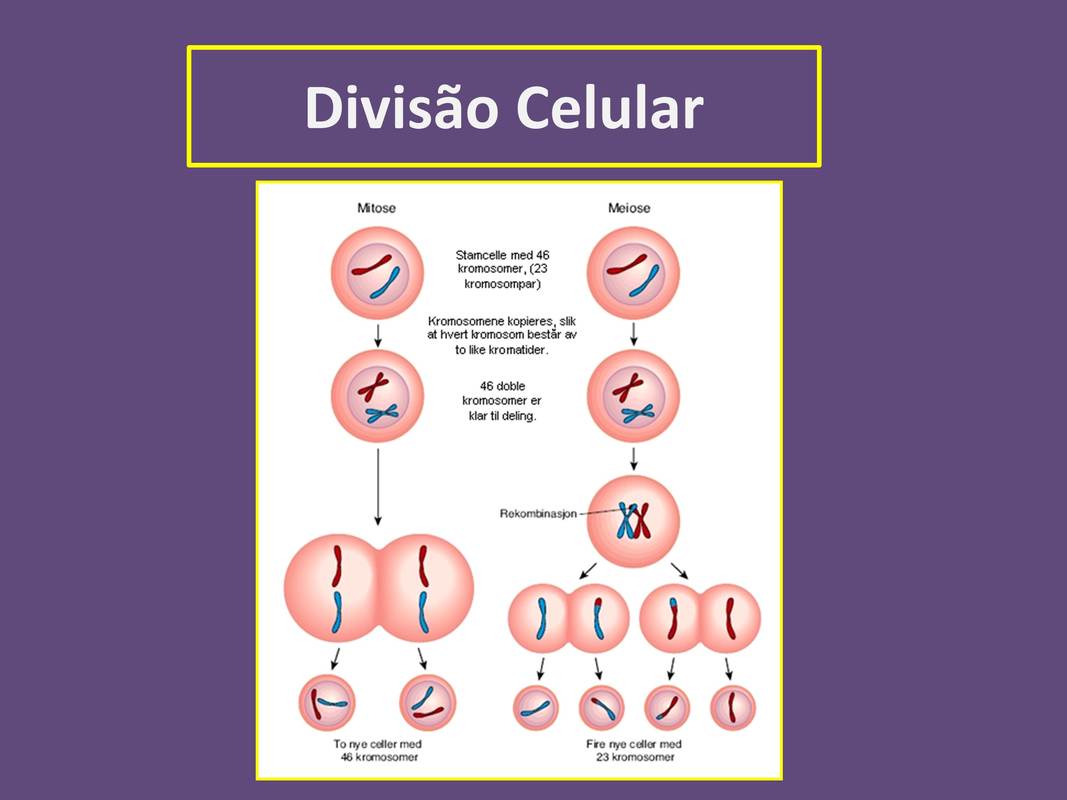Divisão Celular – Mitose